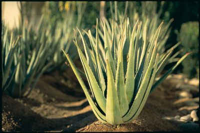 Reasons To Drinks Aloe Vera Pure Aloe Vera Natural Health And